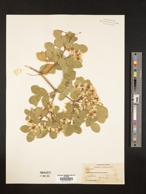 Guaiacum officinale image