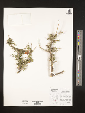 Guaiacum angustifolium image