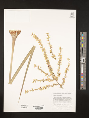 Cordyline australis image