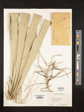 Sabal mexicana image