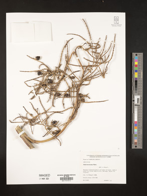Sabal mexicana image