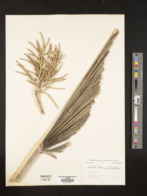 Sabal mexicana image