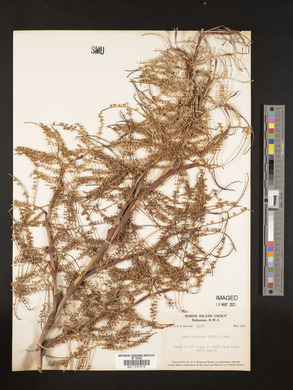 Sabal palmetto image