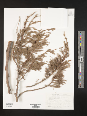 Juniperus poblana image