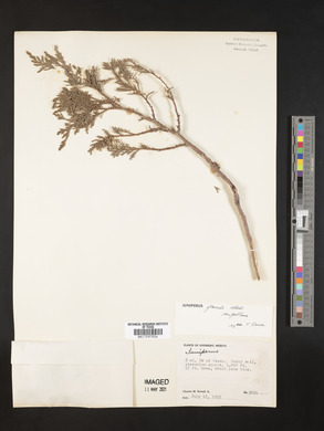 Juniperus poblana image