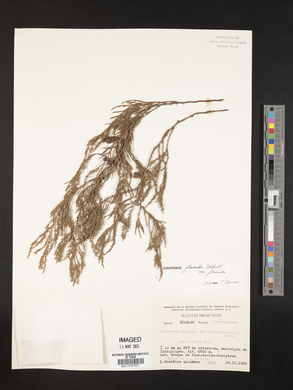 Juniperus flaccida image