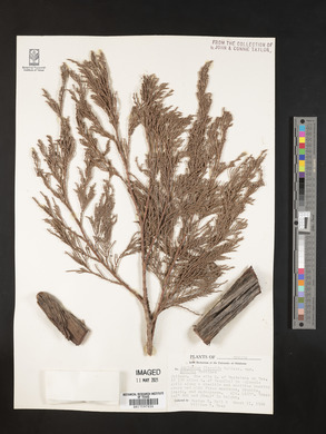 Juniperus poblana image