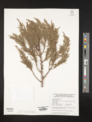 Juniperus flaccida image