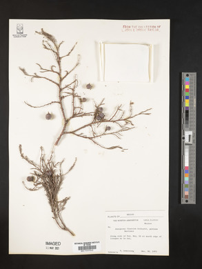 Juniperus poblana image