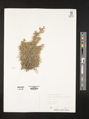 Juniperus ashei image