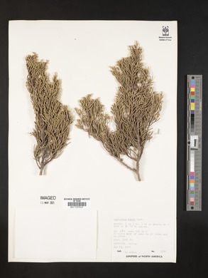 Juniperus ashei image