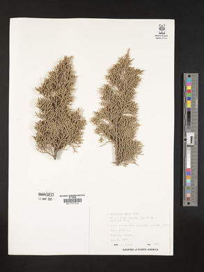Juniperus ashei image