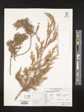 Juniperus comitana image