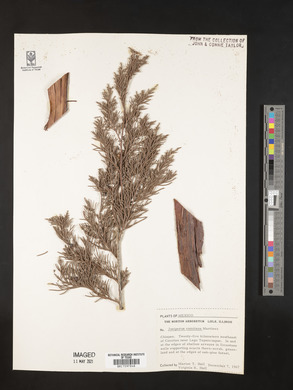 Juniperus comitana image