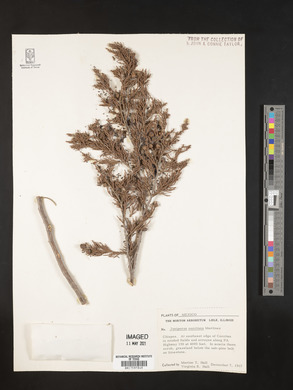 Juniperus comitana image