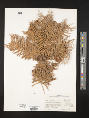 Cunninghamia lanceolata image