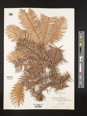 Cunninghamia lanceolata image