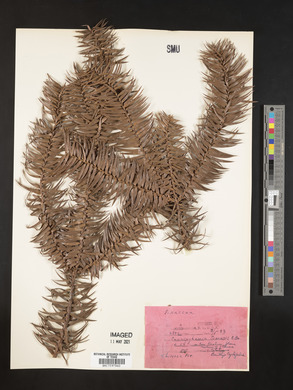 Cunninghamia lanceolata image