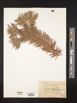 Cunninghamia lanceolata image