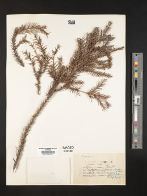 Cryptomeria japonica image
