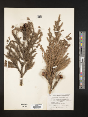 Cryptomeria japonica image