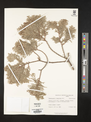 Chamaecyparis lawsoniana image