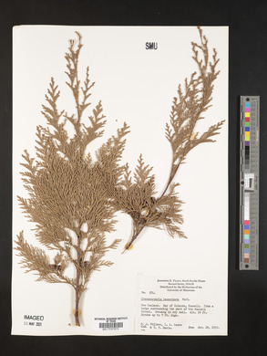 Chamaecyparis lawsoniana image