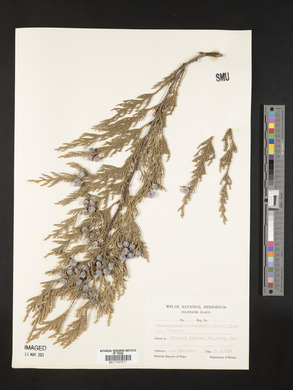 Xanthocyparis nootkatensis image