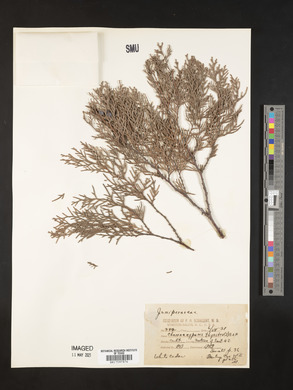 Chamaecyparis thyoides image