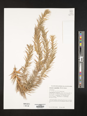 Araucaria angustifolia image