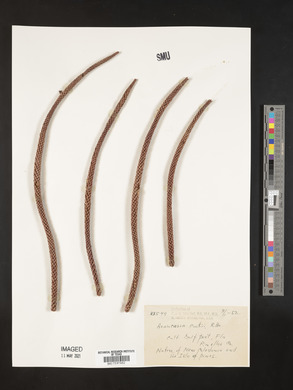 Araucaria columnaris image