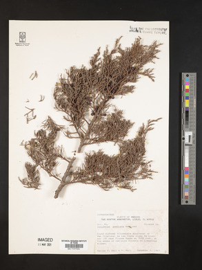 Juniperus deppeana image