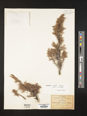 Juniperus monticola image
