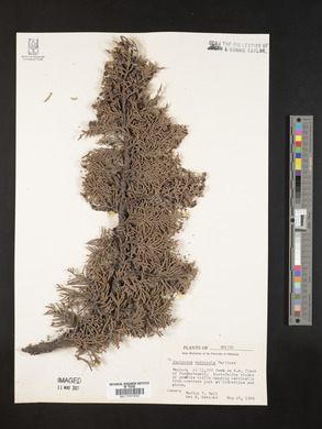 Juniperus monticola image