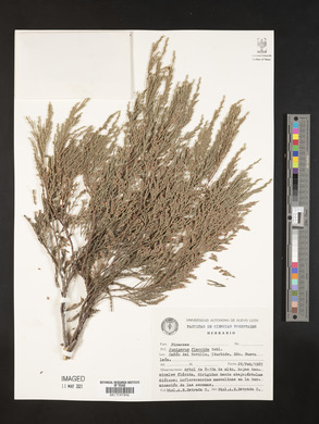Juniperus flaccida image