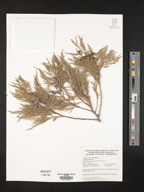 Juniperus flaccida image