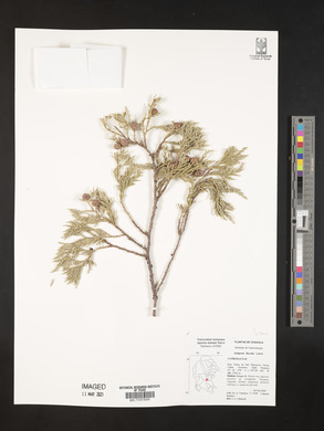 Juniperus flaccida image