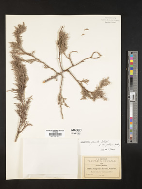 Juniperus poblana image
