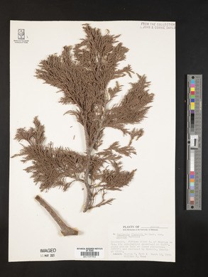 Juniperus poblana image