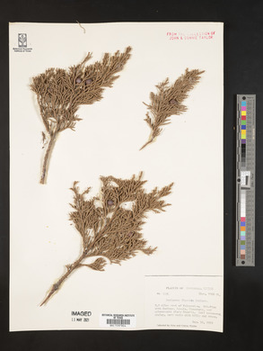 Juniperus flaccida image