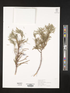 Juniperus deppeana image