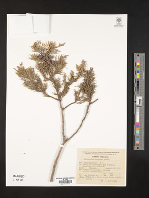 Juniperus deppeana image