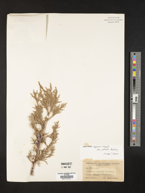 Juniperus deppeana image