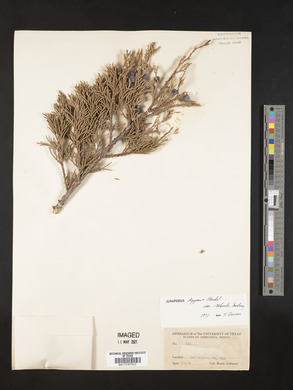 Juniperus deppeana image