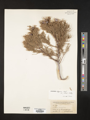 Juniperus deppeana image