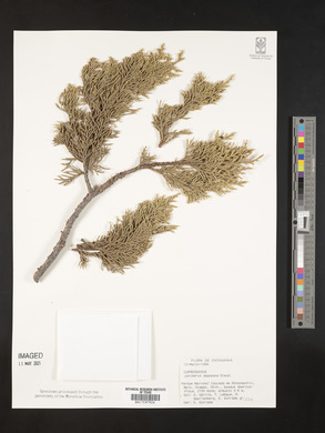 Juniperus deppeana image