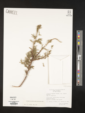 Juniperus deppeana image