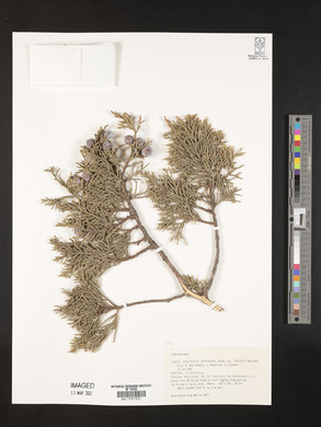 Juniperus deppeana image