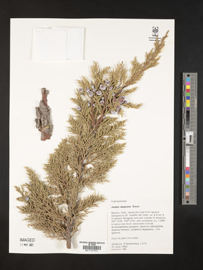 Juniperus deppeana image