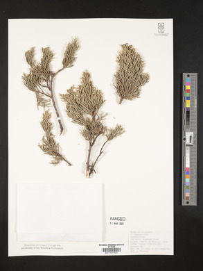 Juniperus deppeana image